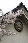 09守山桜祭り1