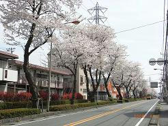 sakura.JPG