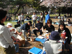 hanami.JPG