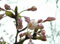 P4050046_resize1.jpg