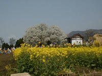 issin01.JPG