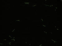 P6080082_resize1.jpg