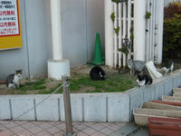 PC020010_resize1.jpg