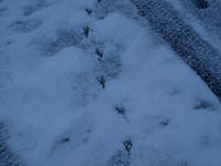 P1250341_resize1.jpg
