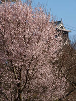 P3152829_resize1.jpg