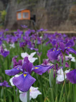 P5306427_resize1.jpg