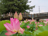 P7056979_resize1.jpg