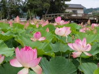 P7056998_resize1.jpg