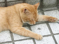 P7170013_resize1.jpg