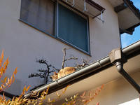 P1010186_resize1.jpg