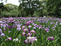 P5266401_resize1.jpg