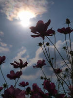 PA156000_resize1.jpg