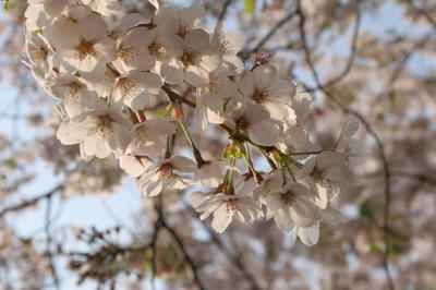 sakura.jpg