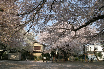 sakura22.jpg