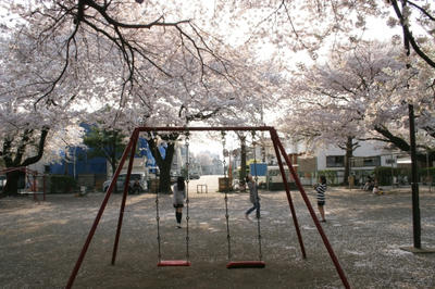 sakura2.jpg