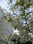 20100403-2.jpg