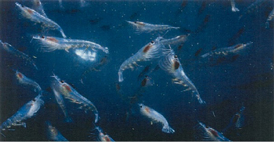 クリルオイルの原料のオキアミ