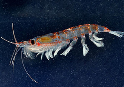 クリルオイルの原料のオキアミ