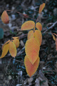 20091130_164306.jpg