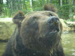 bear