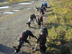 SLED DOG TEAM TOGO