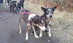 team dog1
