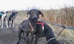 team dog2