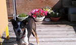 Isis and flowers