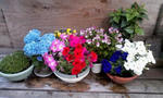 flowers