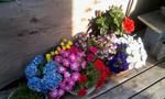 flowers6/27