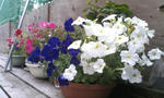 flowers7/9