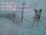 voxy
