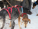 SLED DOG RACE in ASAHIKAWA 2012