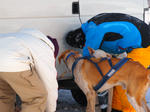 SLED DOG RACE in ASAHIKAWA 2012