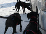 SLED DOG RACE in ASAHIKAWA 2012