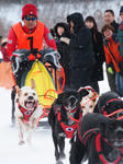 eniwa6dog_musherS