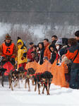 eniwa6dog_musherS