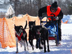 eniwa3dog_musherM