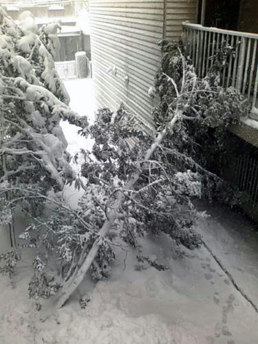 tree.jpg