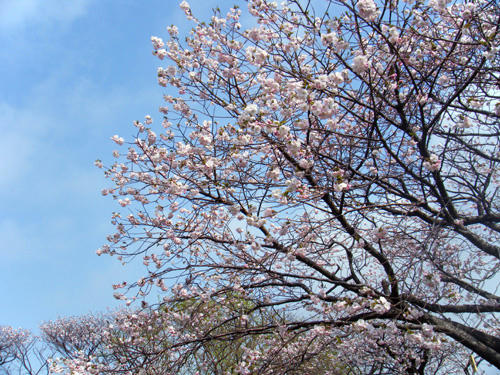 sakura.jpg