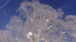 20080206085813.jpg
