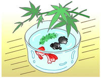 金魚鉢・金魚・涼風・夏の風物詩・涼感