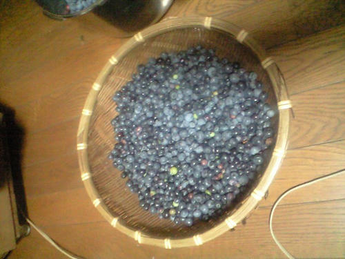 berry.jpg