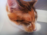 CATMTXK8.jpg