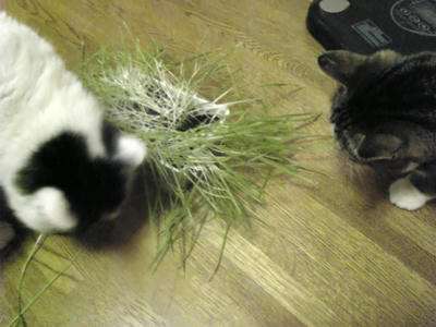 Image798.jpg