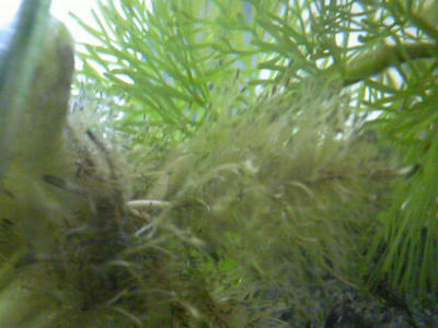 marimo12.jpg