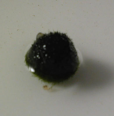 marimo11.jpg