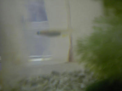 IMGP0077.JPG