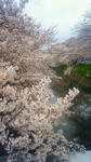 さくら2010-2
