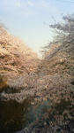 さくら2010-4
